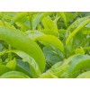 2021上海国际茶博会【方网站】【主办方】